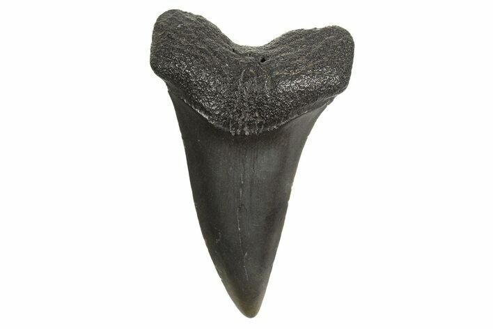 Fossil Broad-Toothed Mako Tooth - South Carolina #340989